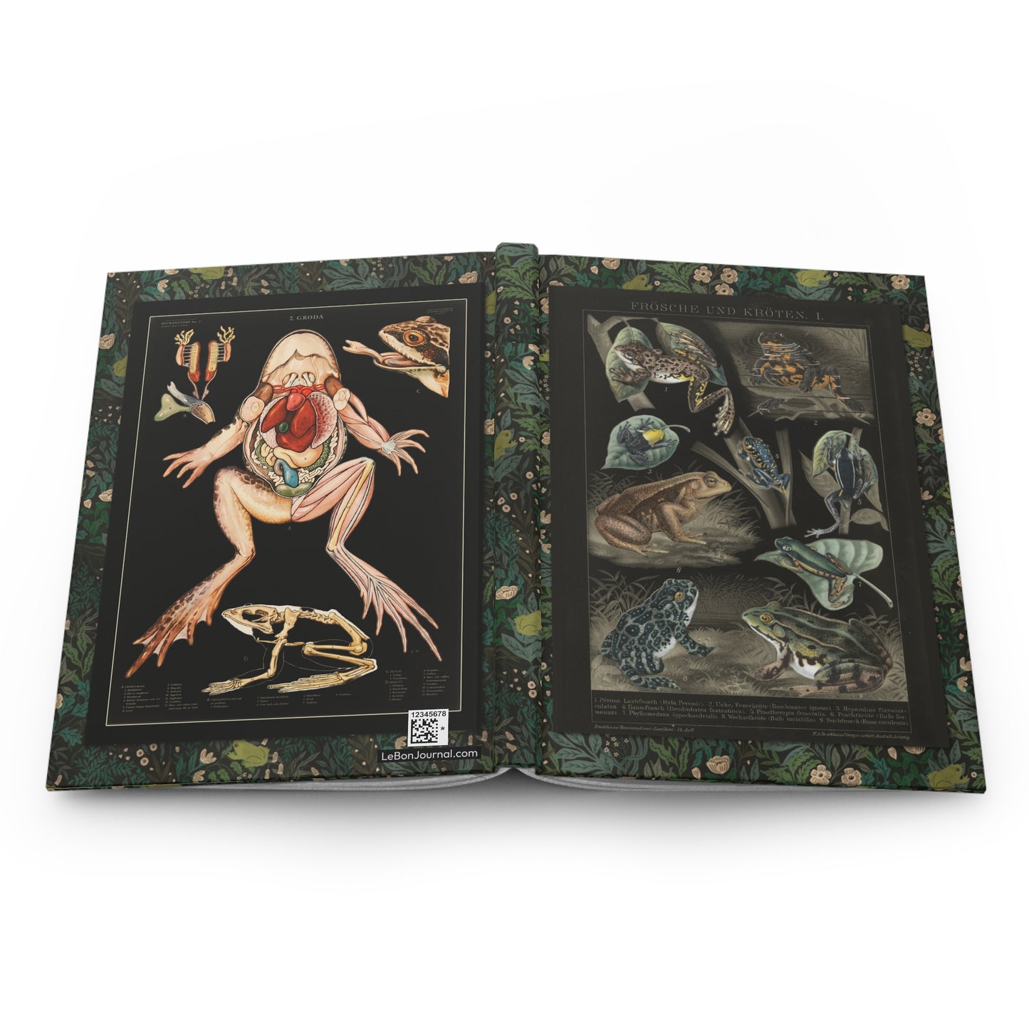 Frog anatomy hardcover journal spine and full-wrap Brockhaus Swedish anatomical illustration black - LeBonJournal