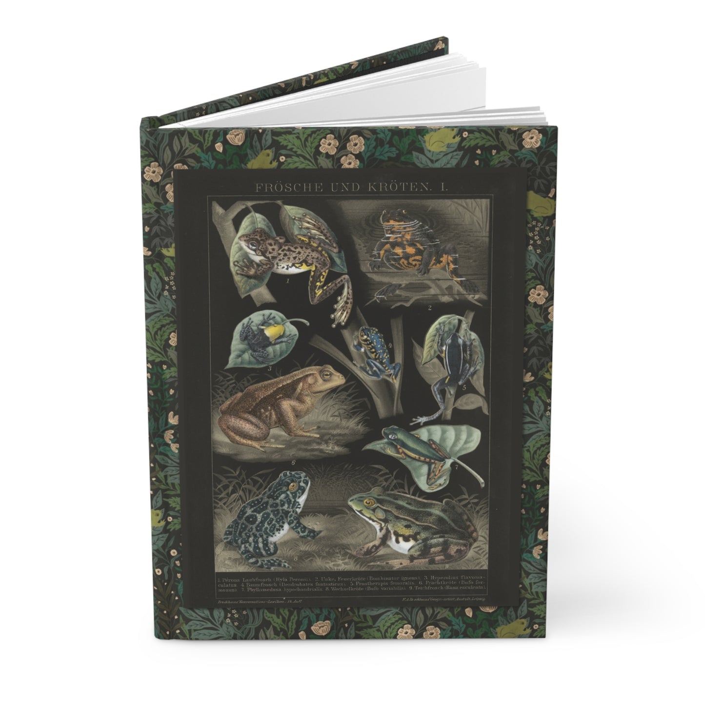 Frog anatomy journal 1897 Brockhaus lithograph Swedish anatomical poster black background scientific - LeBonJournal