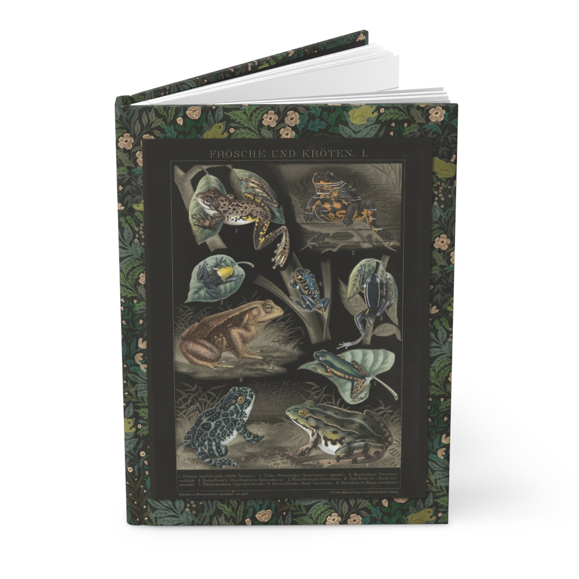 Frog anatomy journal 1897 Brockhaus lithograph Swedish anatomical poster black background scientific - LeBonJournal