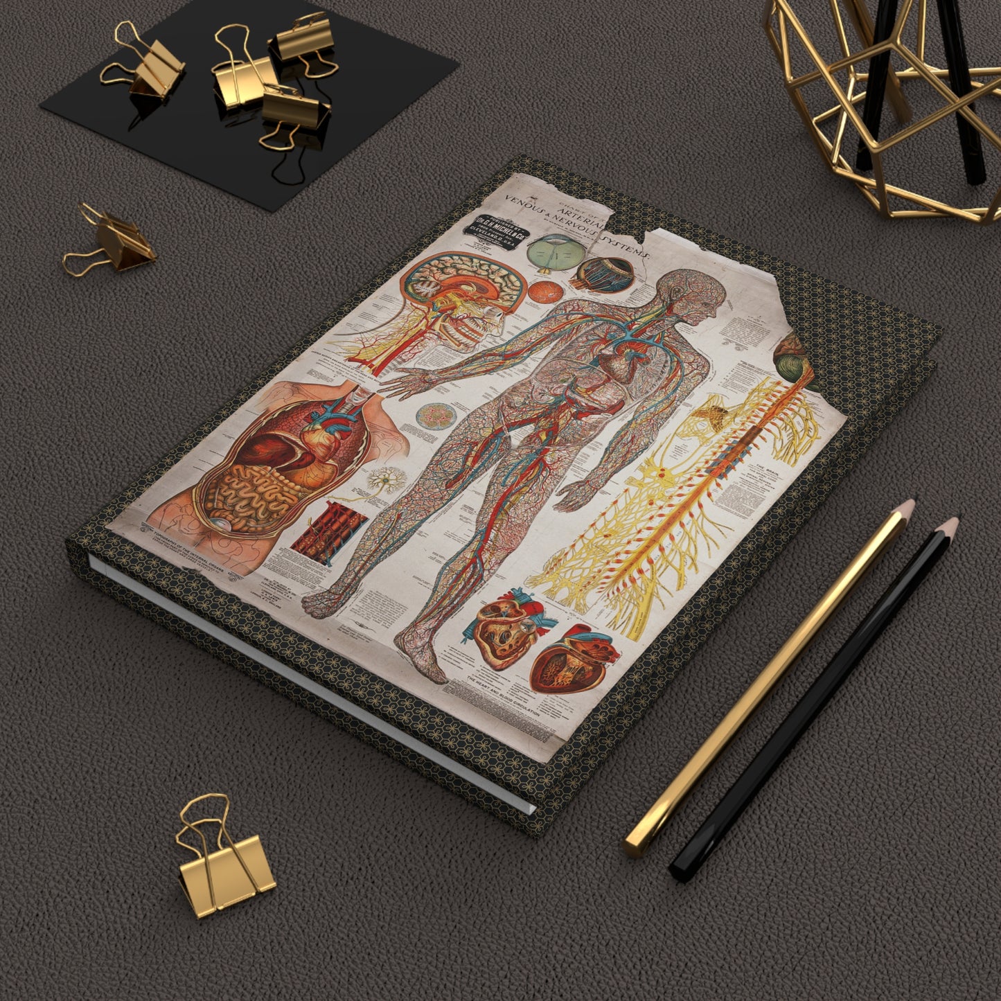 Gustave Michel 1910 anatomy journal on workspace celebrating medical education lithographic charts - LeBonJournal