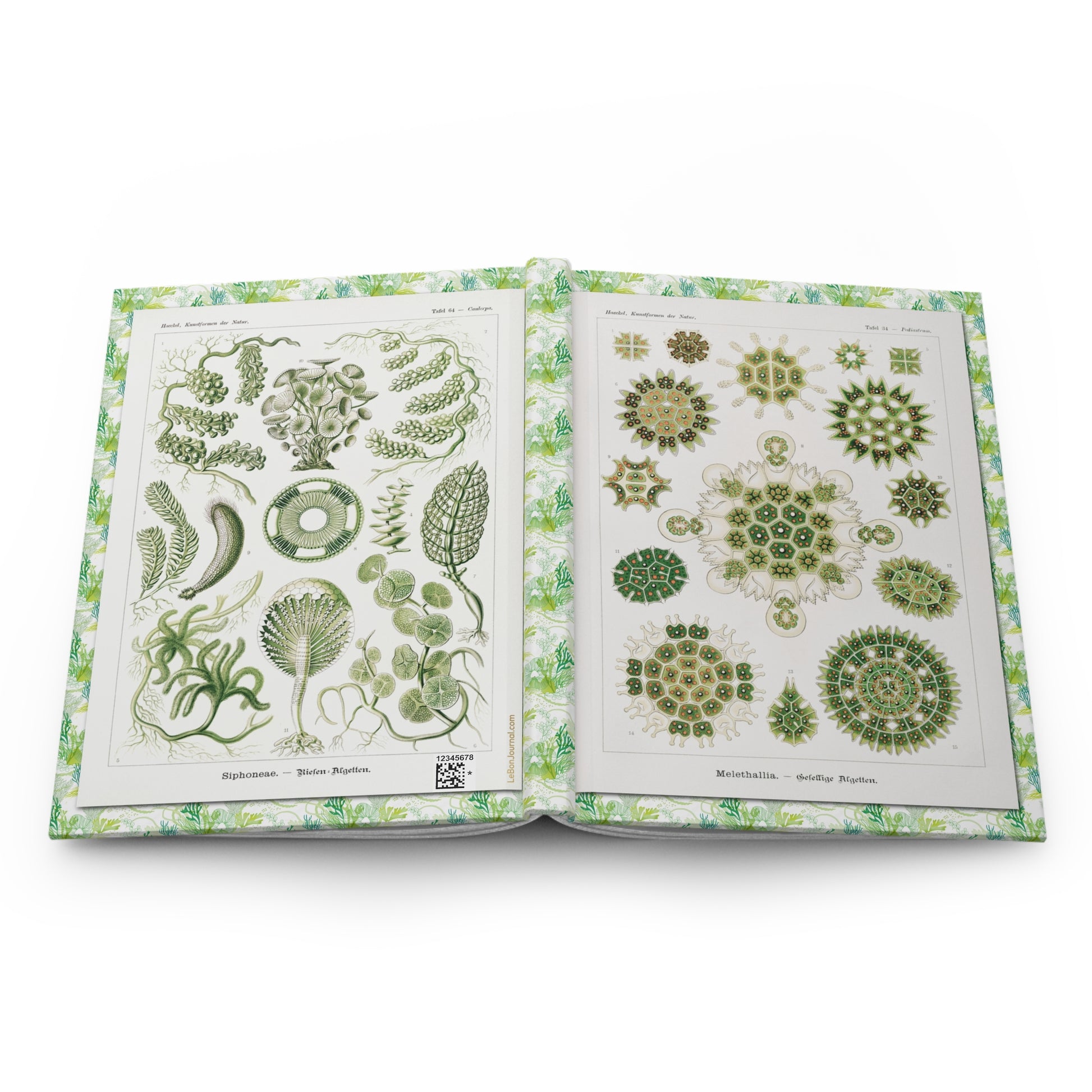 Ernst Haeckel 1904 algae hardcover journal open showing front and back covers with casewrap sewn spine, Kunstformen der Natur - LeBonJournal