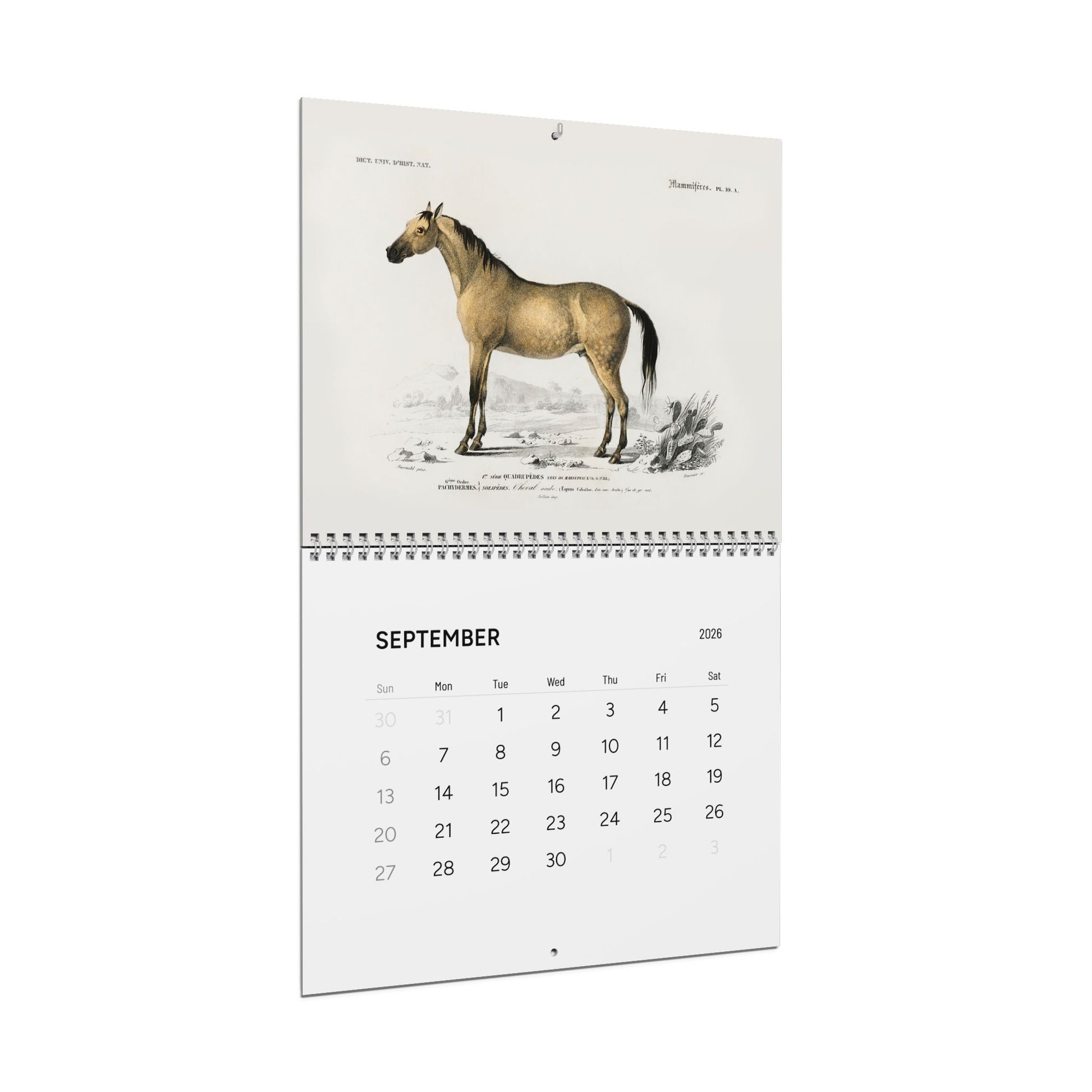 September horse engraving side view from D'Orbigny 1849 Dictionnaire Histoire Naturelle great menagerie wall calendar - LeBonJournal