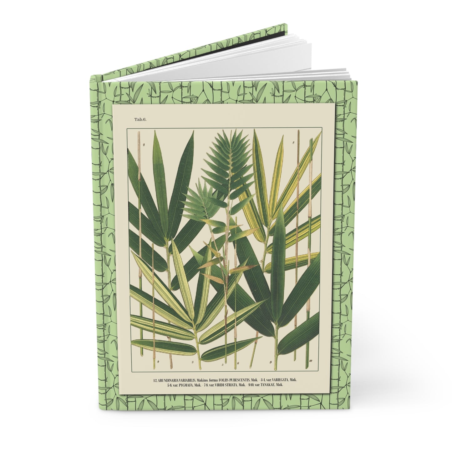 Japanese bamboo journal with Shirasawa Makino 1912 Nihon Chikurui Zufu Arundinaria variabilis Tabs 6 and 7 - LeBonJournal