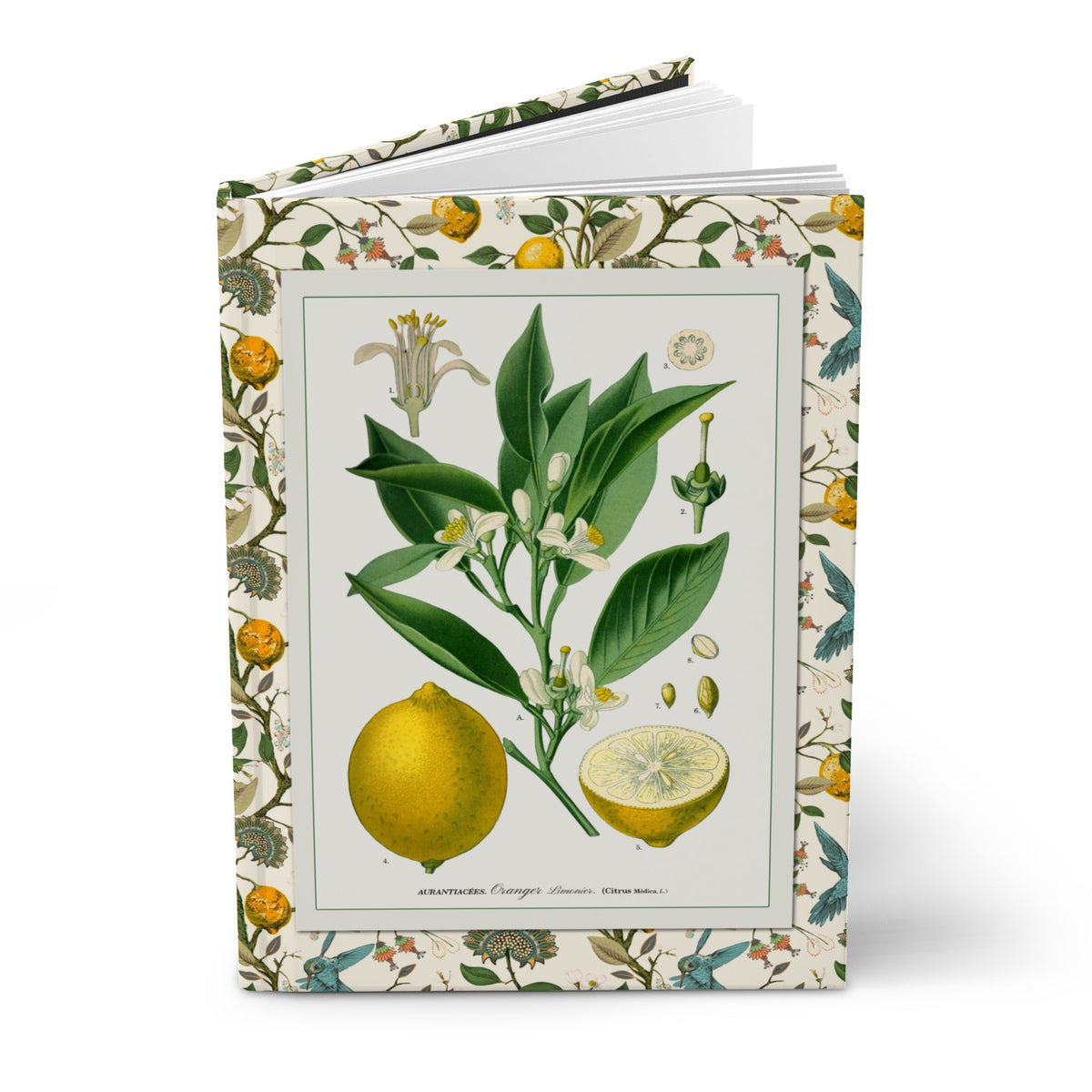 Lemon blank journal with Köhler 1887 Citrus medica chromolithograph front cover on cream with citrus bird botanical border - LeBonJournal
