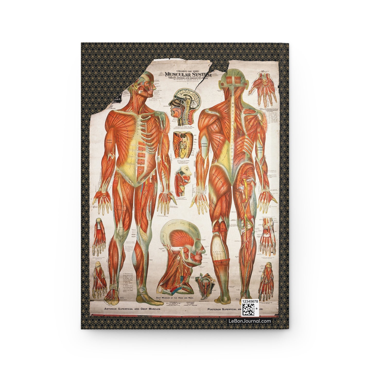 Muscular system chart back cover Gustave Michel 1910 anterior posterior views anatomical inserts - LeBonJournal
