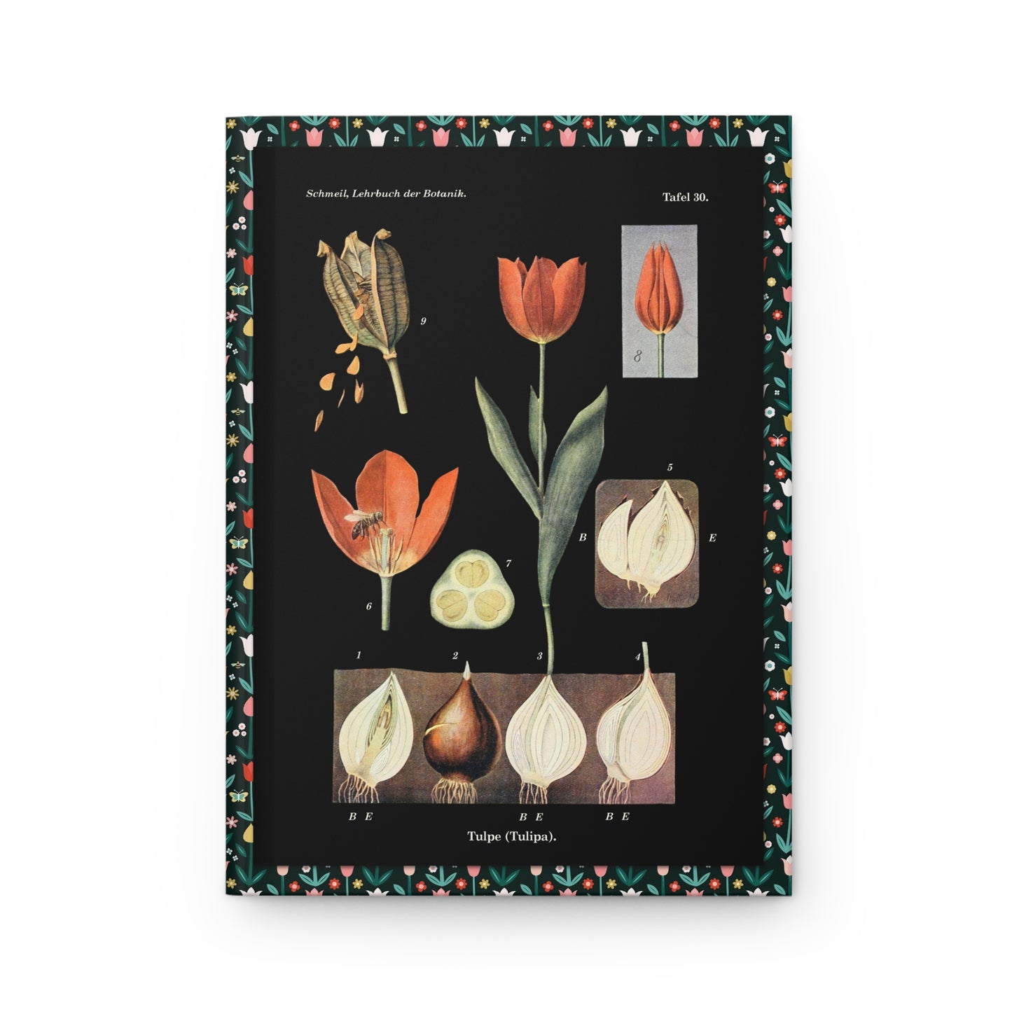Otto Schmeil 1900 front cover Tulipa life cycle bulb cross-section pollination bee seed capsule black background - LeBonJournal
