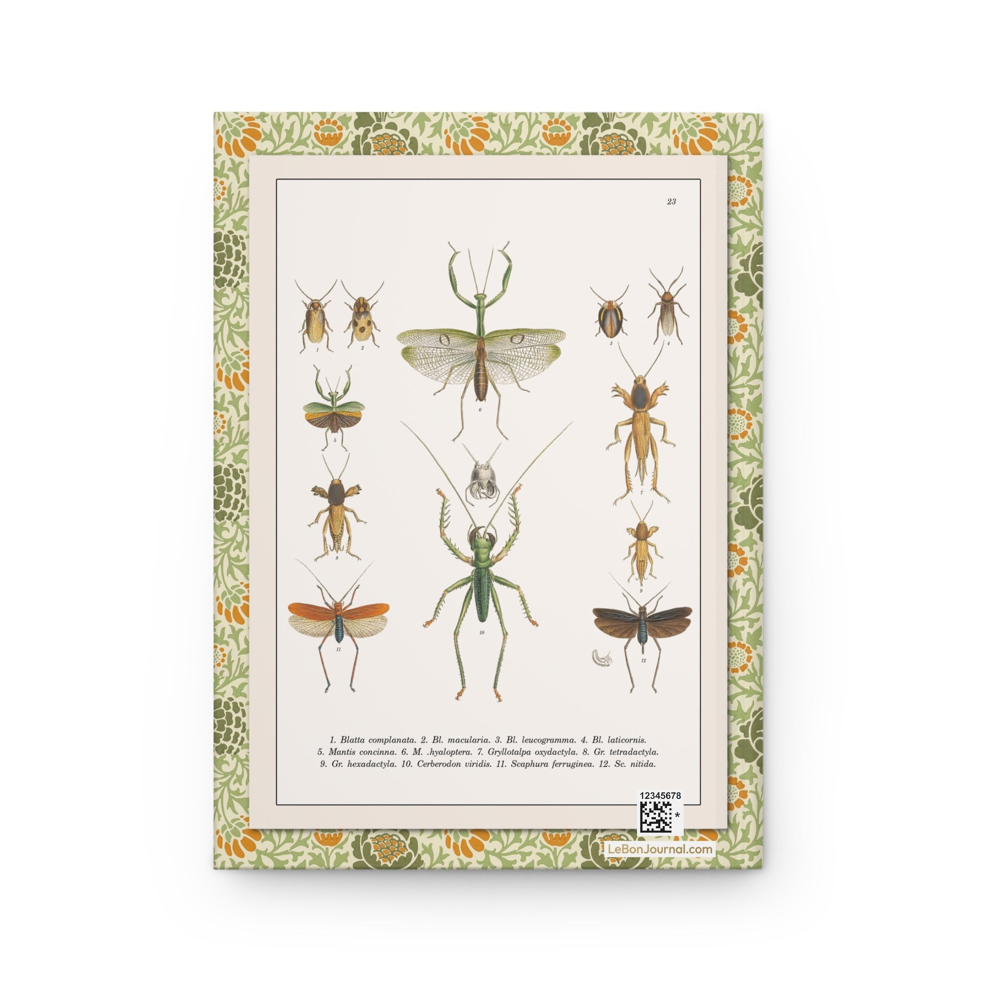Perty Delectus 1830 Plate 23 back cover Cerberodon Mantis hyaloptera Gryllotalpa Scaphura wasp mimicry Brazil - LeBonJournal

