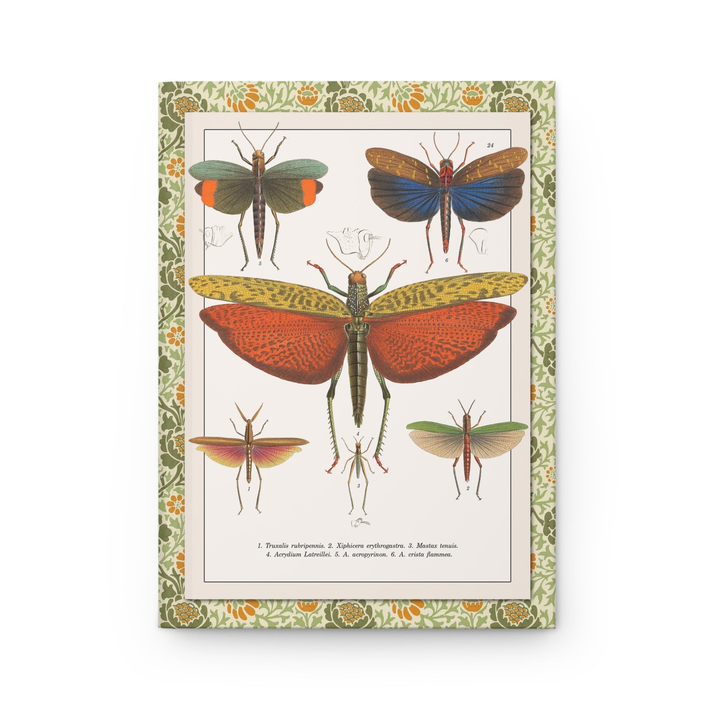 Perty Delectus 1830 Plate 24 front cover Tropidacris latreillei red wings giant grasshopper Brazil Spix Martius - LeBonJournal
