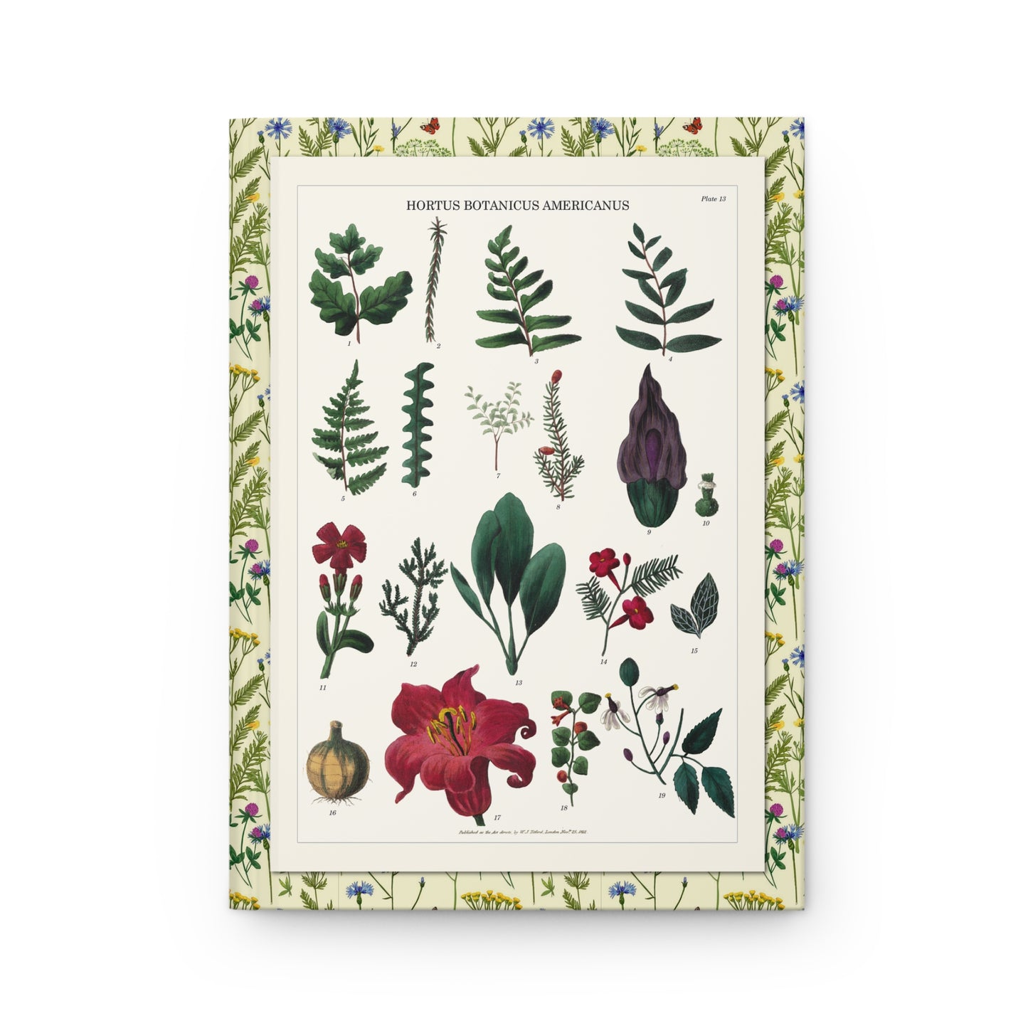 Plate 15 front cover with nineteen species including jack-in-the-pulpit, cypress vine and hibiscus, Titford 1811 hand-colored botanical - LeBonJournal
