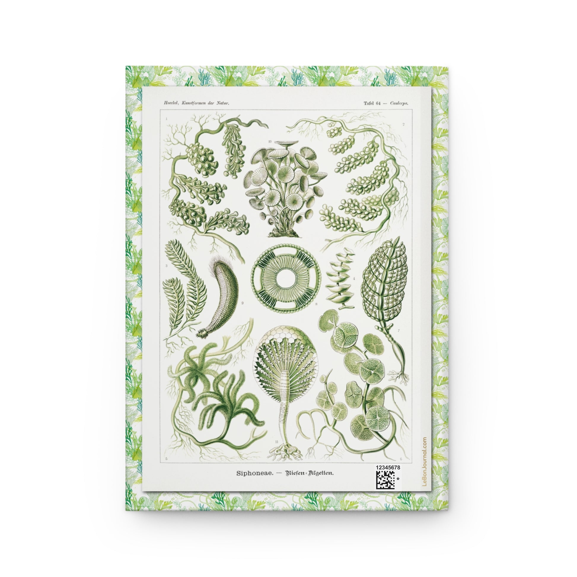 Plate 64 Siphoneae back cover with Caulerpa tube-shaped green algae, Ernst Haeckel Kunstformen der Natur Leipzig 1904 - LeBonJournal