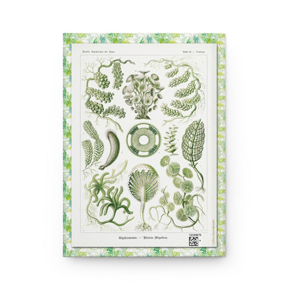 Plate 64 Siphoneae back cover with Caulerpa tube-shaped green algae, Ernst Haeckel Kunstformen der Natur Leipzig 1904 - LeBonJournal