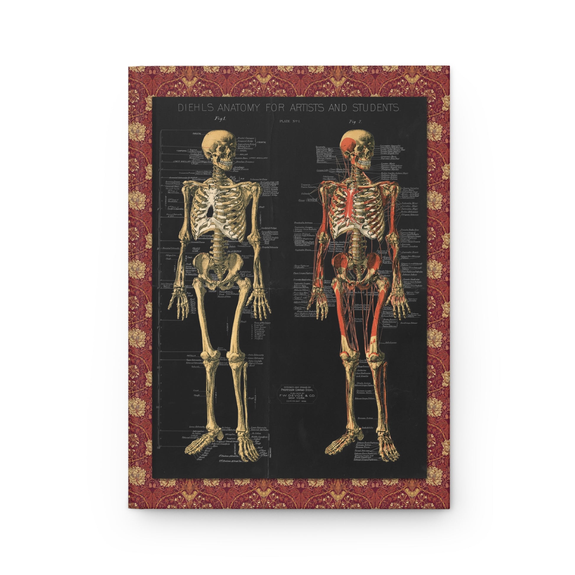 Plate I anterior skeleton views front cover from Conrad Diehl 1888 Anatomy for Artists showing Fig 1 and Fig 2 skeletal system - LeBonJournal