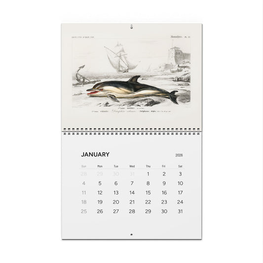 Porkfish and meagre front cover and January common dolphin engraving from D'Orbigny 1849 Dictionnaire Histoire Naturelle - LeBonJournal