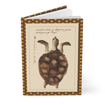 Sea and land tortoises journal with Kenelm Henry Digby 1810-1819 watercolor illustrations from The Naturalists Companion manuscript - LeBonJournal