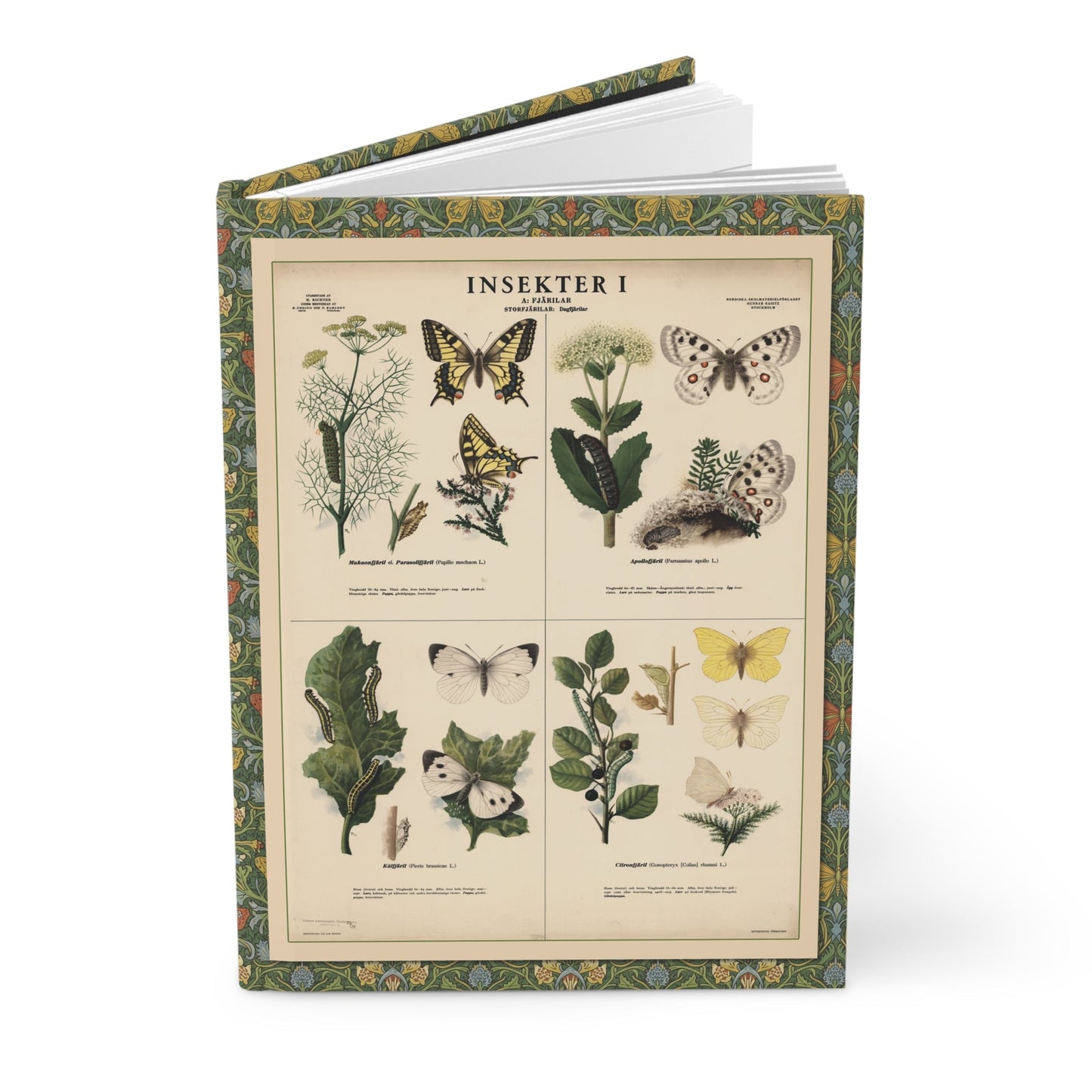 Swedish butterfly journal with Max Richter 1939 Insekter I skolplansch cover showing Papilio machaon, Parnassius apollo, Pieris brassicae and Gonepteryx rhamni life cycles - LeBonJournal