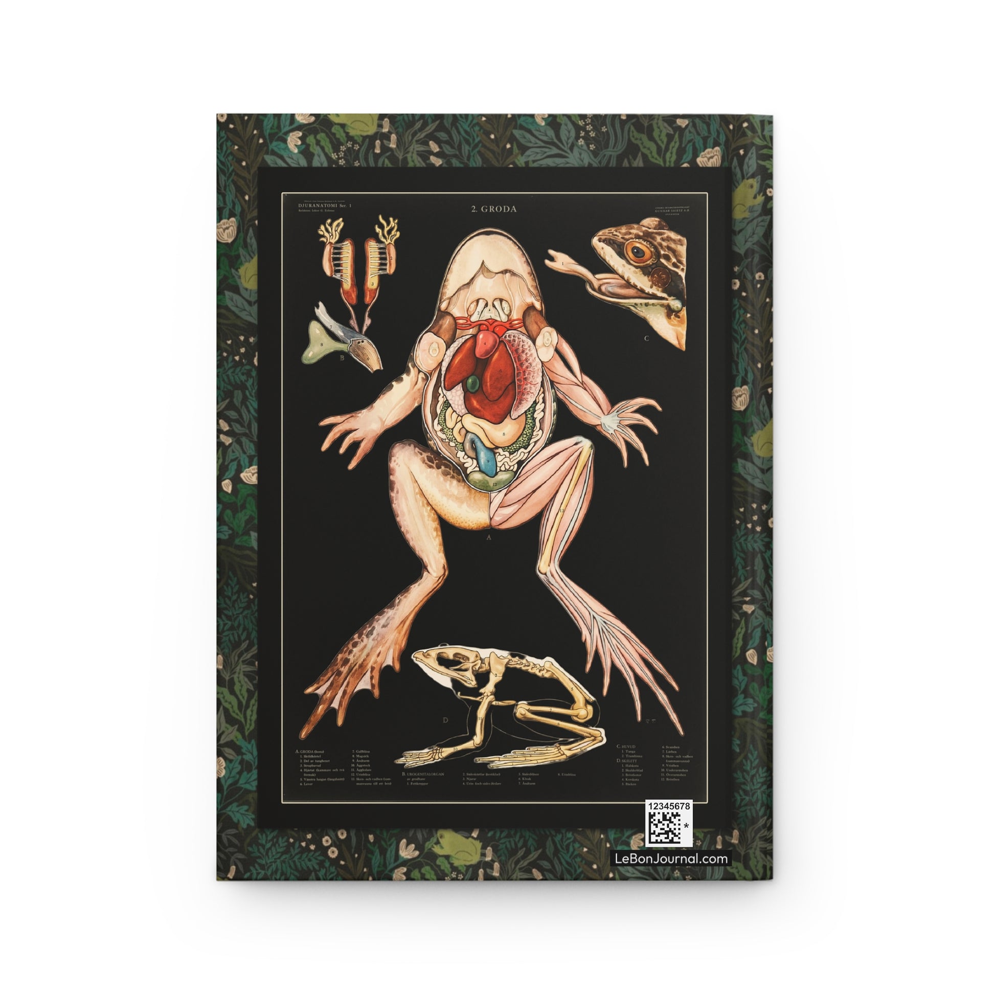 Swedish frog anatomy 1950 Gunnar Saiåtz anatomical poster four sections back cover black background - LeBonJournal