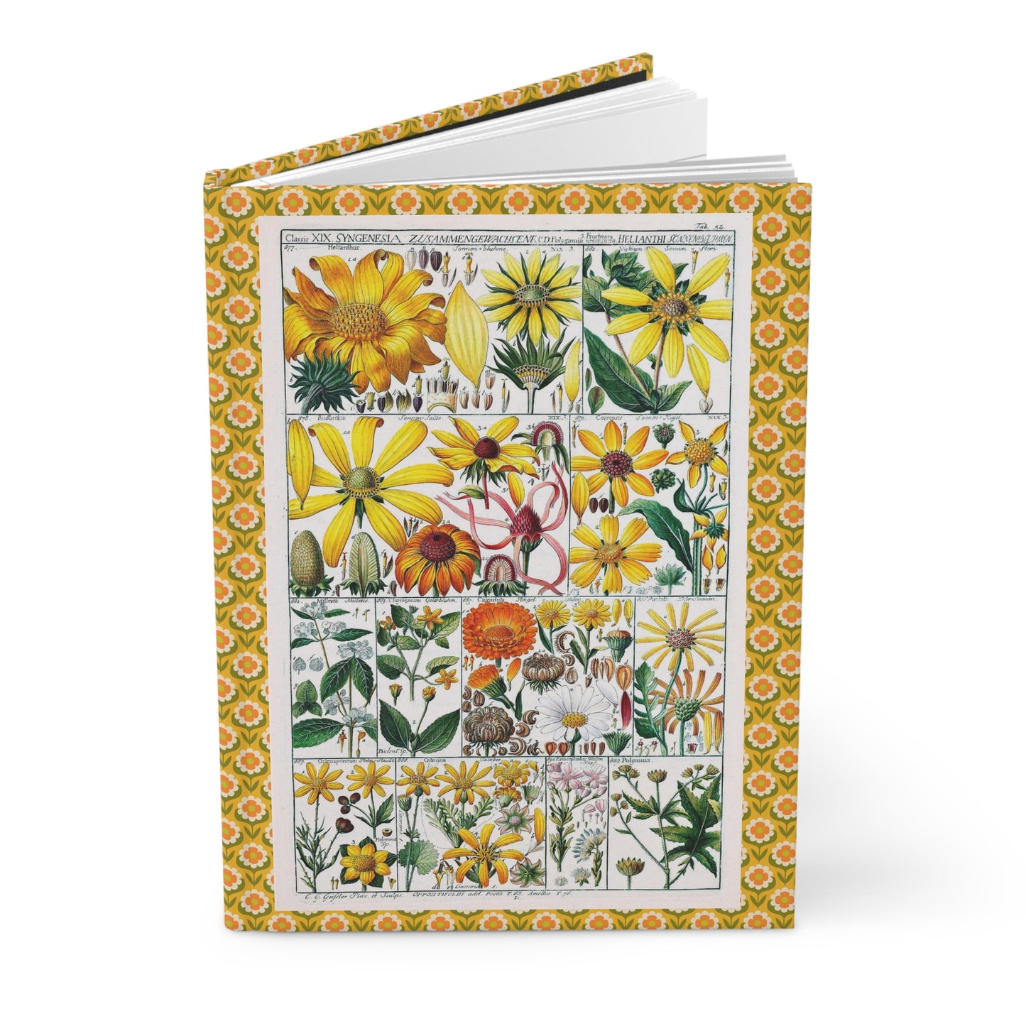 Syngenesia journal with C.G. Geisler 1795 Linnaean classification chart Helianthus sunflowers and composite flowers - LeBonJournal