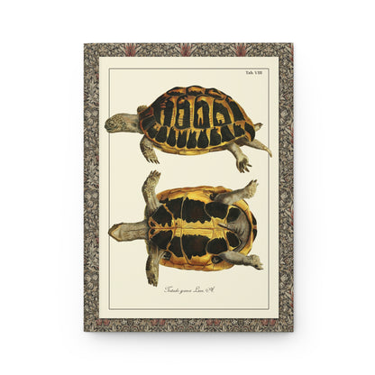 Testudo graeca Moorish tortoise front cover Tab. VIII, hand-coloured copper engraving by Johann David Schöpf 1792, olive and ochre carapace - LeBonJournal