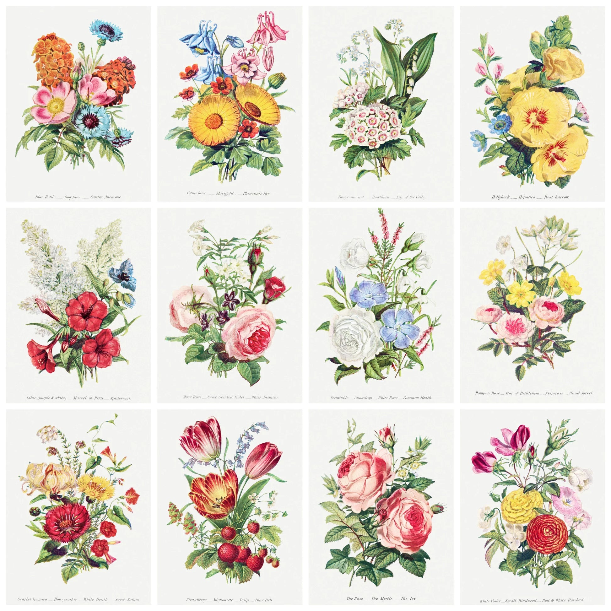 Mosaic of 12 hand-colored Victorian floral illustrations from Robert Tyas's Language of Flowers - LeBonJournal