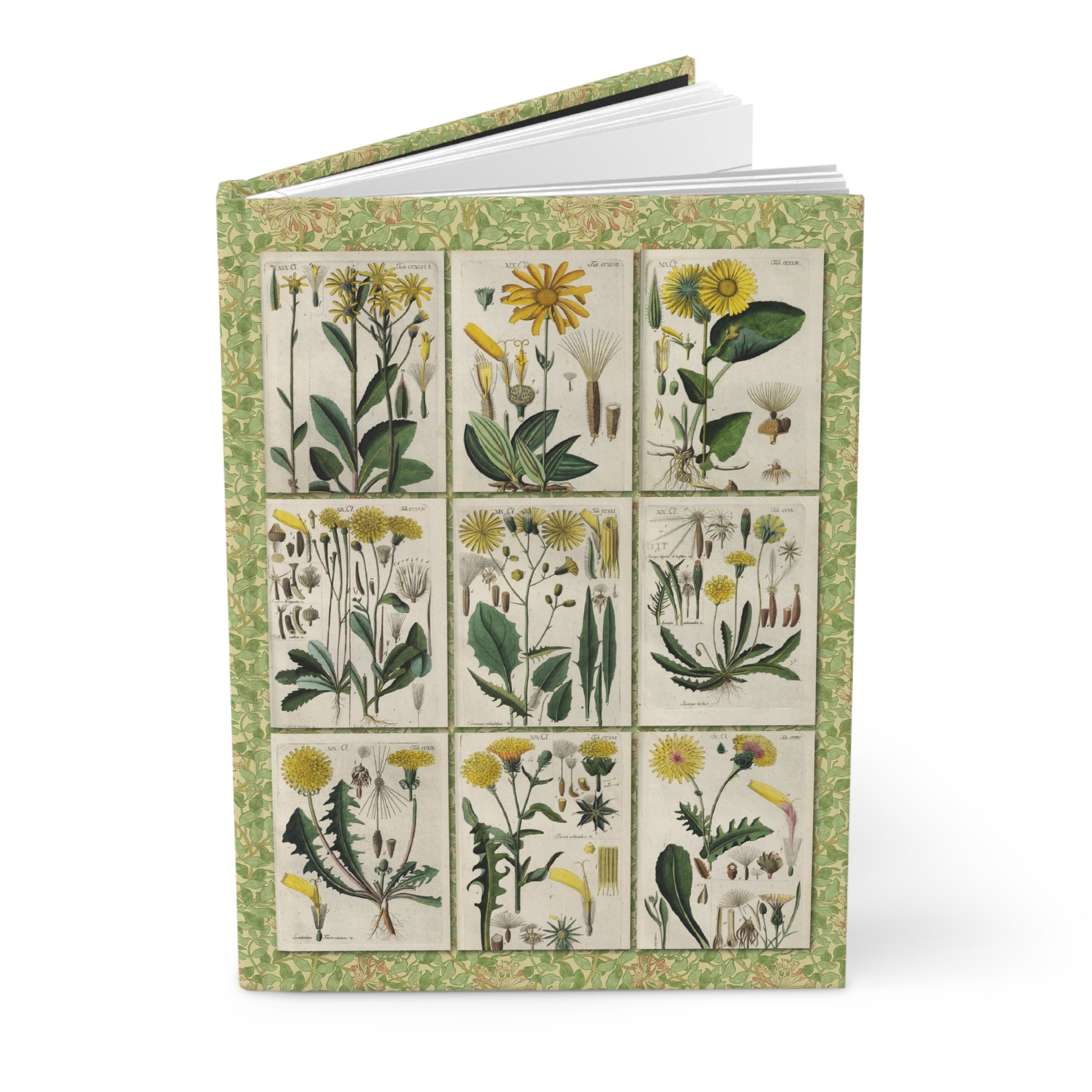 Schkuhr 1808 wildflower hardcover journal standing vertically slightly open showing lined pages, Asteraceae copper engraving cover Wittenberg - LeBonJournal
