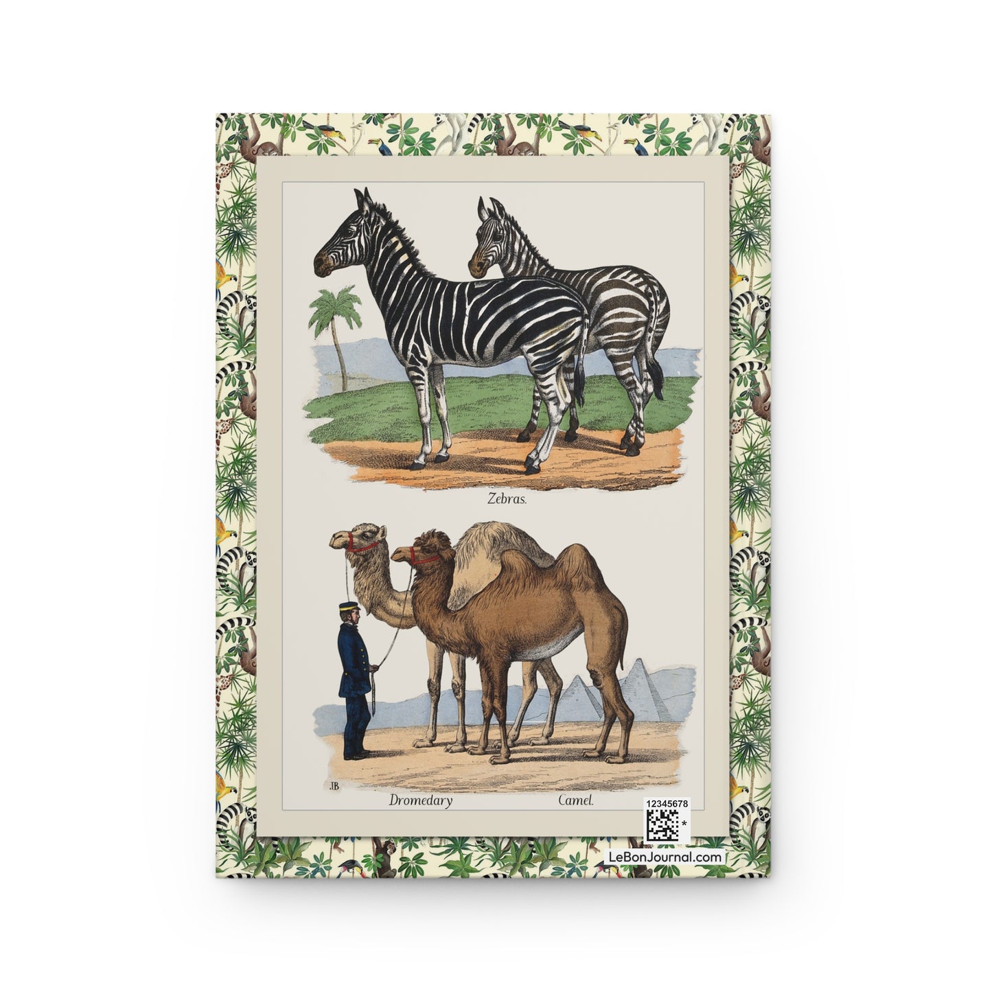 Zebras dromedary camel Blackburn back cover 1859 B. Hummel hand-colored lithograph - LeBonJournal
