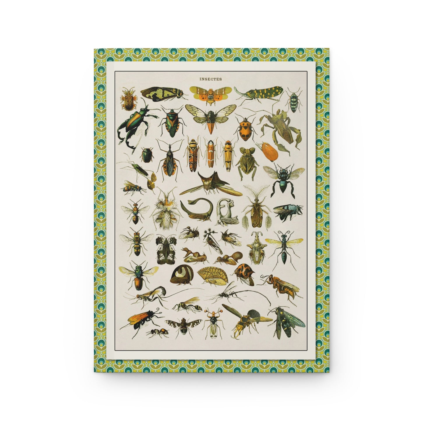 Entomology journal front cover with Adolphe Millot Insectes plate from Nouveau Larousse - LeBonJournal