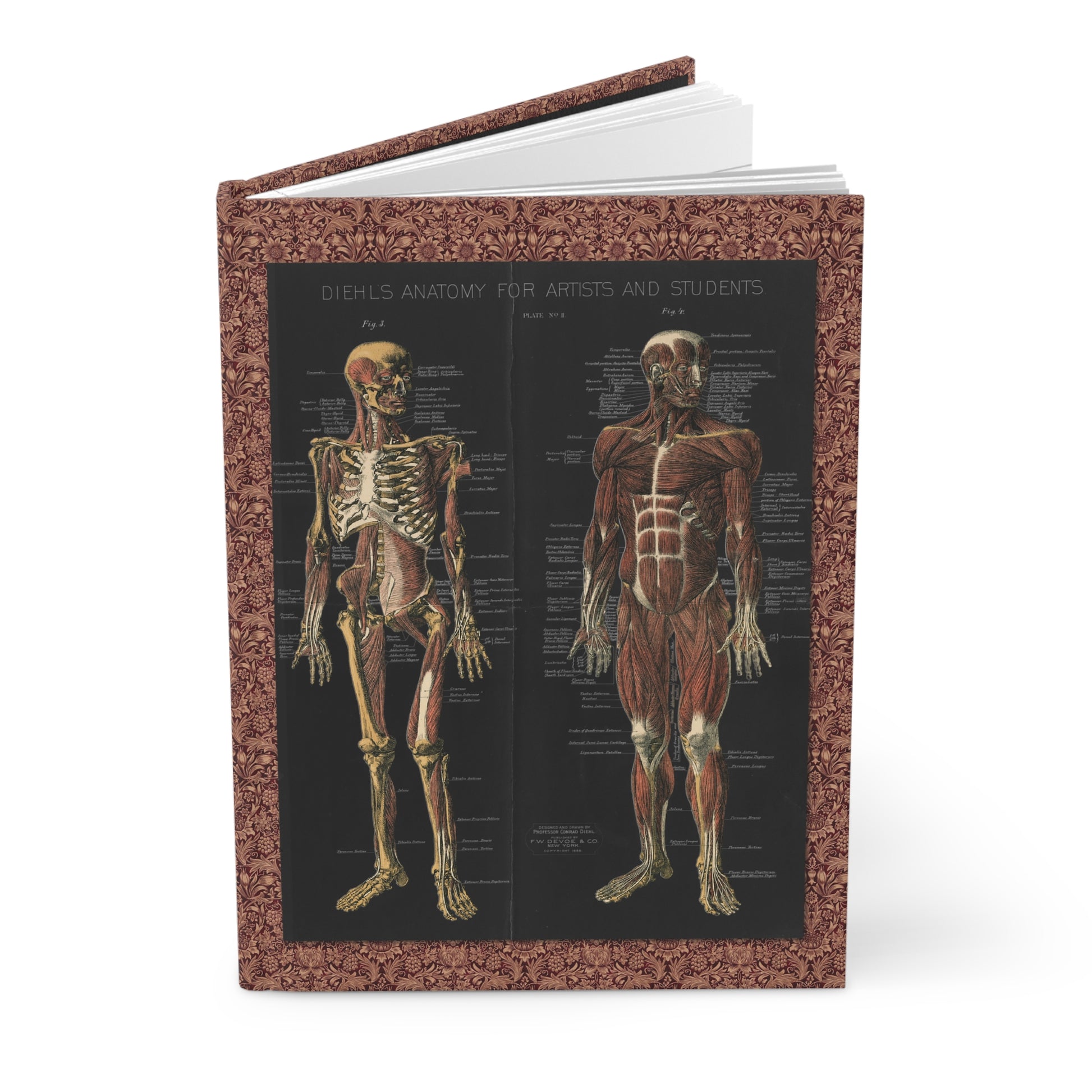 anatomy journal with Conrad Diehl 1888 chromolithographic muscular skeletal systems from F.W. Devoe & Co - LeBonJournal