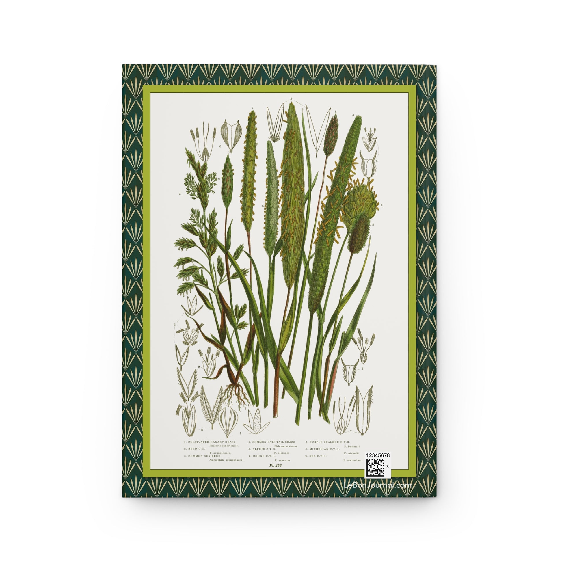 Back cover of hardcover journal featuring Anne Pratt plate 250 with Phalaris canariensis Phalaris arundinacea Ammophila arenaria Phleum pratense grasses - LeBonJournal