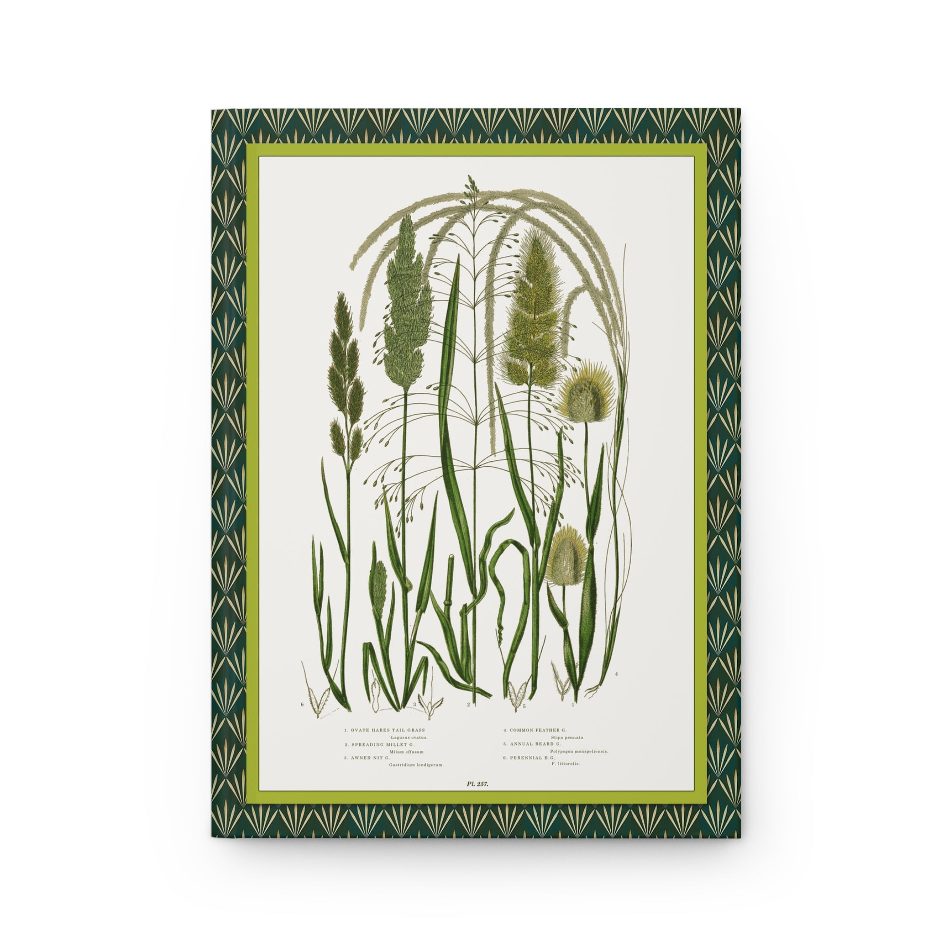 Front cover of hardcover journal featuring Anne Pratt plate 251 with Lagurus ovatus Milium effusum Gastridium lendigerum British grasses from 1855 - LeBonJournal