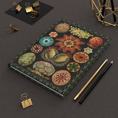 Ascidiae sea squirts journal with Ernst Haeckel Kunstformen der Natur books marine biology specimens Art Nouveau design references Victorian natural history collection - LeBonJournal