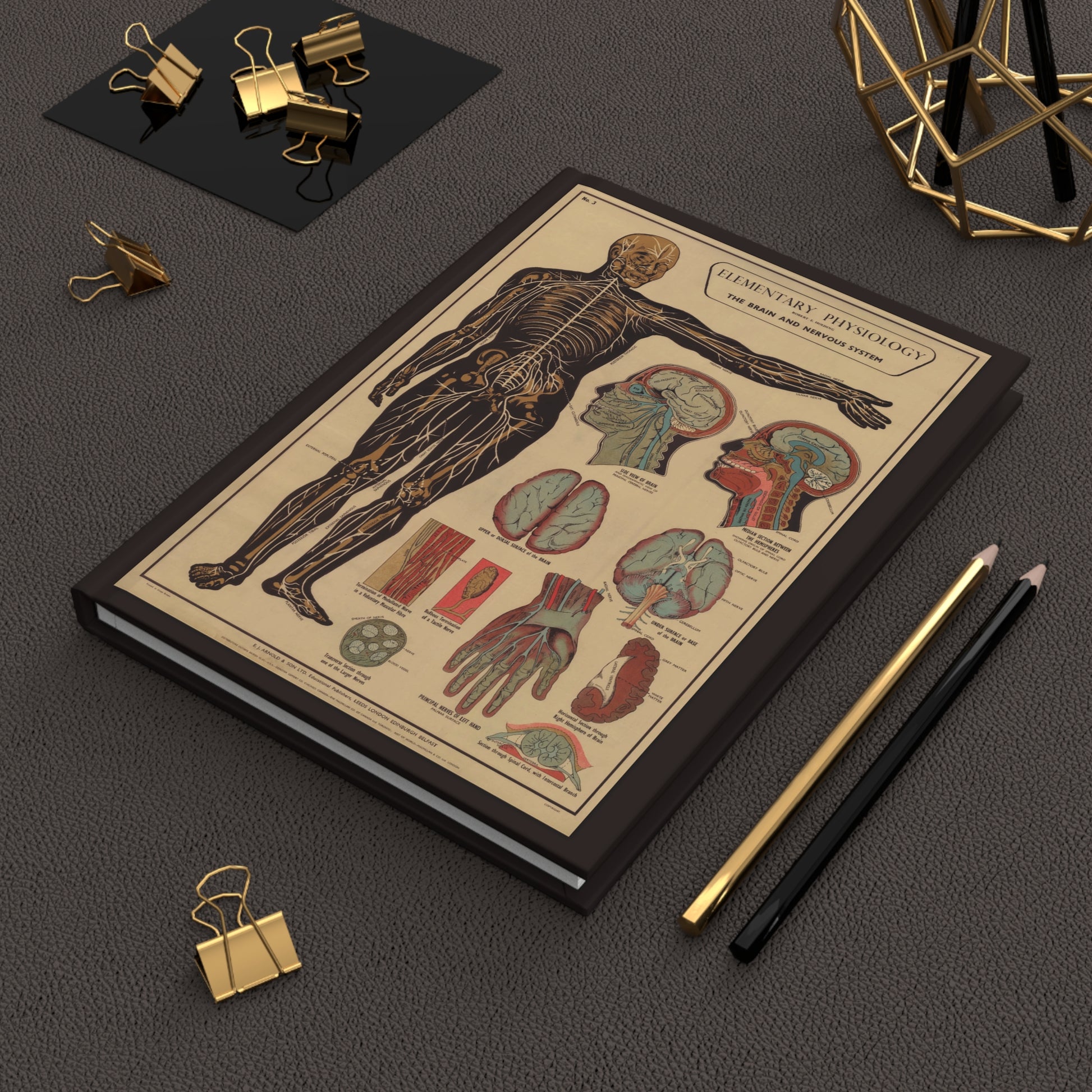 Brain anatomy 1908 medical education journal on desk with gold clips for study notes - LeBonJournal
