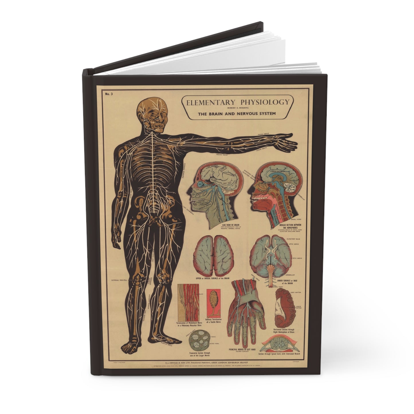 Brain and nervous system anatomy journal with 1908 medical education illustrations - LeBonJournal