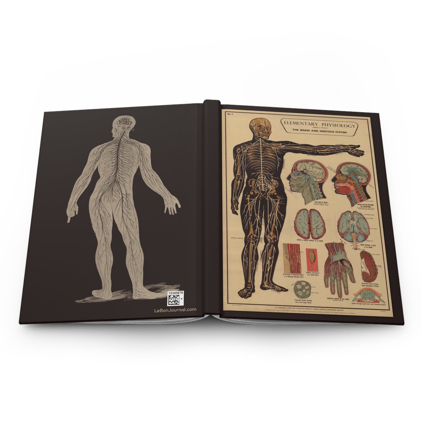 Brain and nervous system anatomy journal open showing casewrap binding with 1908 illustrations - LeBonJournal