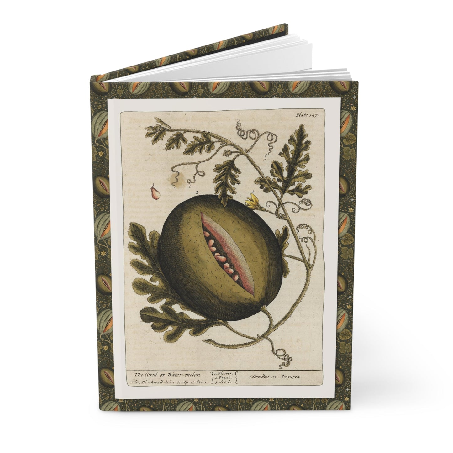 Elizabeth Blackwell 1739 melon journal with Curious Herbal watermelon botanical illustrations - LeBonJournal
