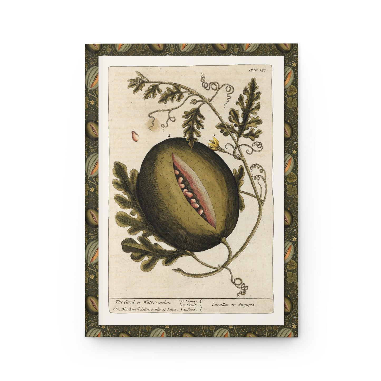 Elizabeth Blackwell journal front cover with 1739 citrul watermelon illustration from Curious Herbal - LeBonJournal

