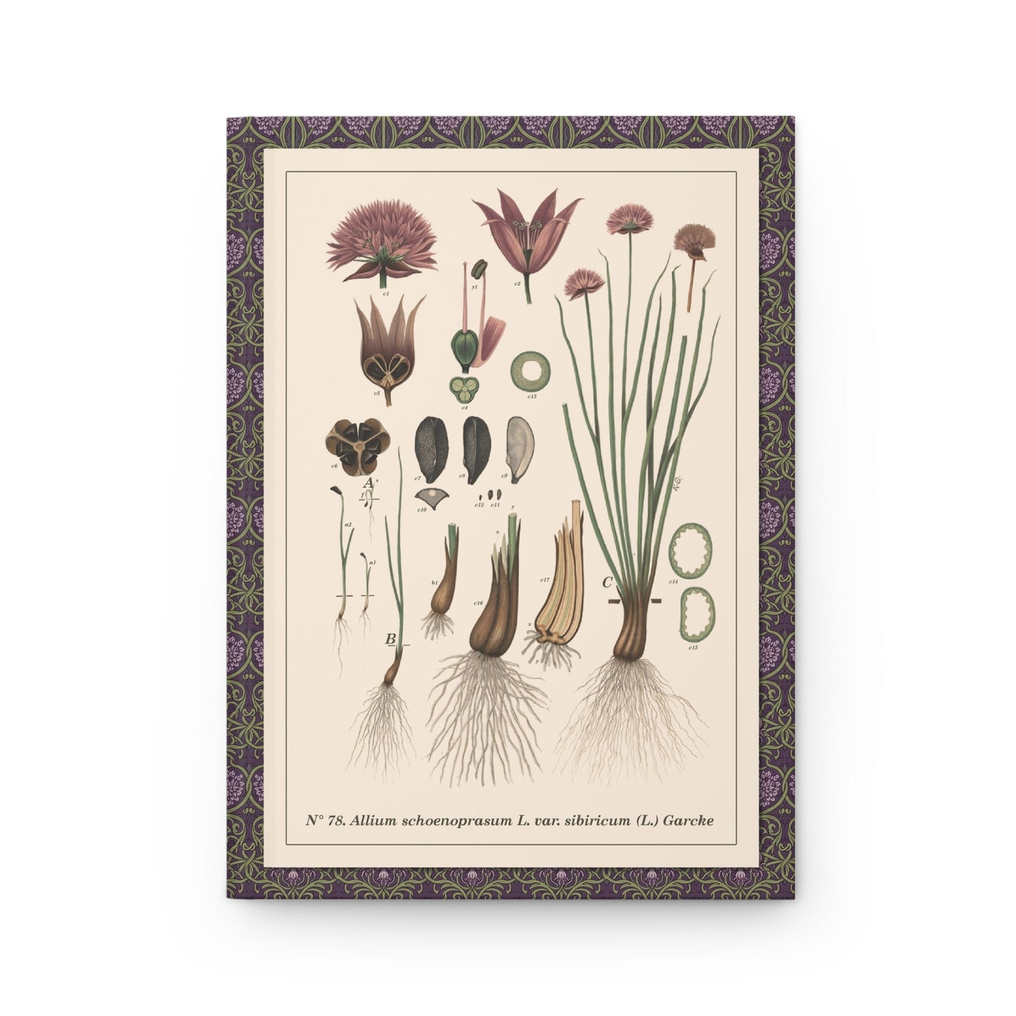 Emil Korsmo journal front cover with 1913 Allium schoenoprasum Siberian chives plate 78 - LeBonJournal
