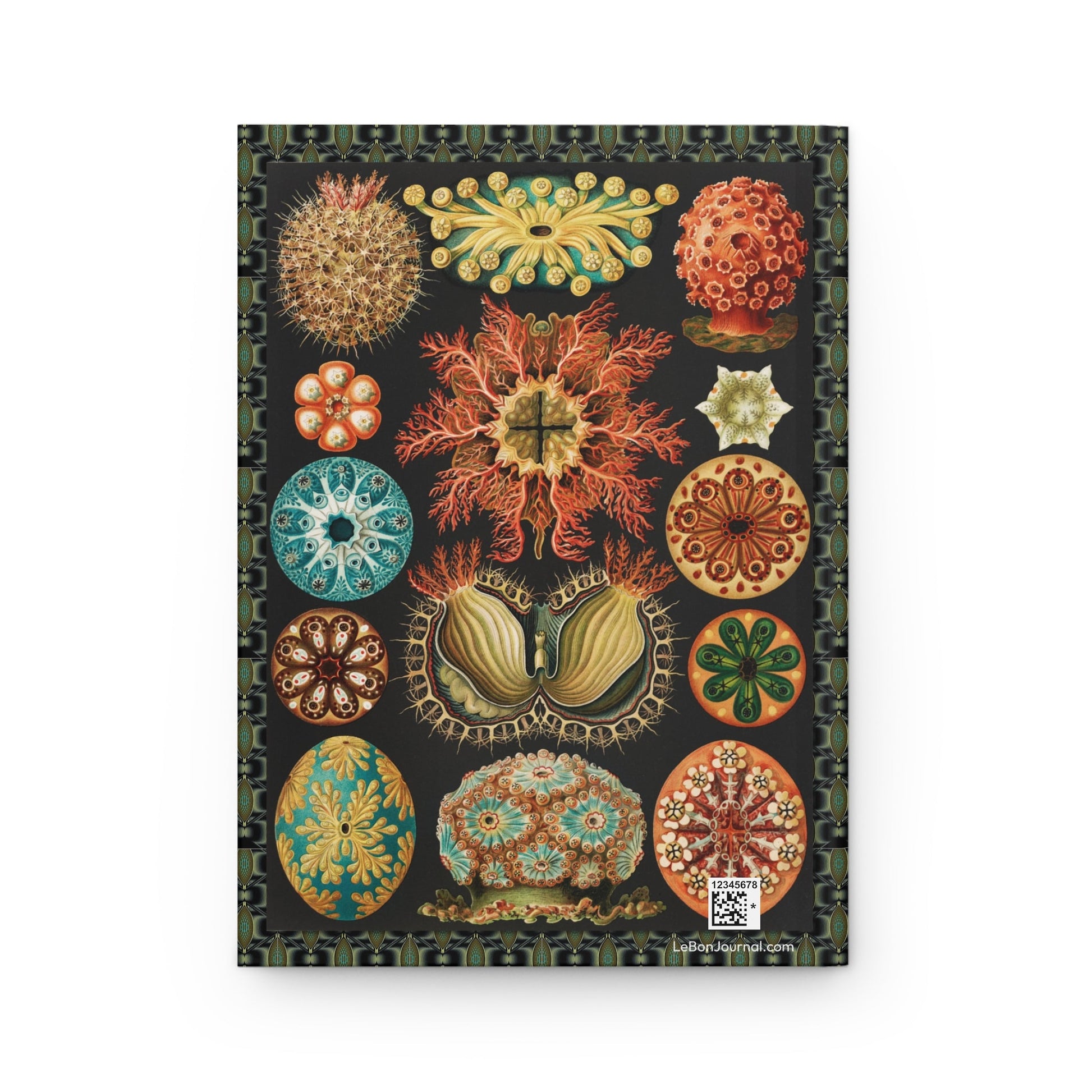 Back cover Ernst Haeckel Ascidiae sea squirts tunicates marine biology Art Nouveau organic forms Victorian natural history illustration - LeBonJournal
