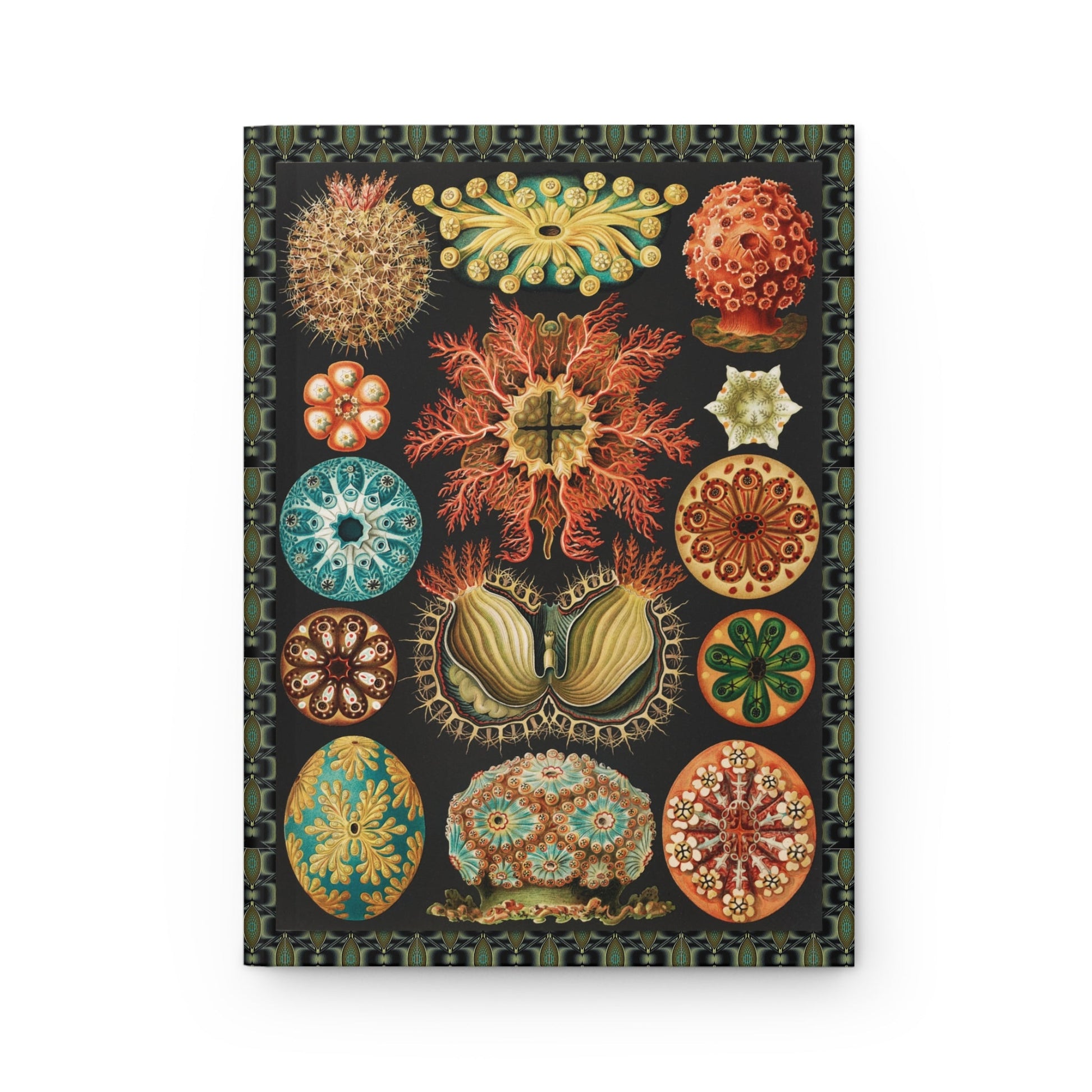 Front cover close-up Ernst Haeckel Plate 85 Ascidiae sea squirts tunicates Kunstformen der Natur 1899-1904 Victorian lithograph marine invertebrates geometric symmetry - LeBonJournal