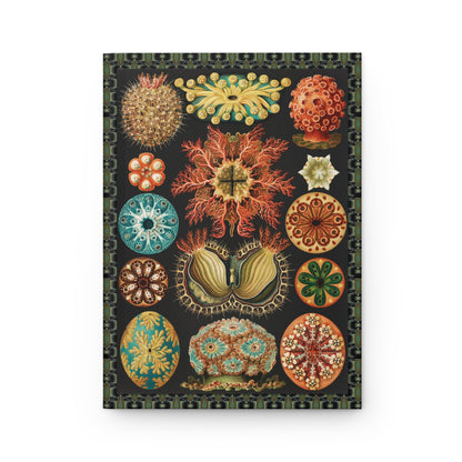 Front cover close-up Ernst Haeckel Plate 85 Ascidiae sea squirts tunicates Kunstformen der Natur 1899-1904 Victorian lithograph marine invertebrates geometric symmetry - LeBonJournal