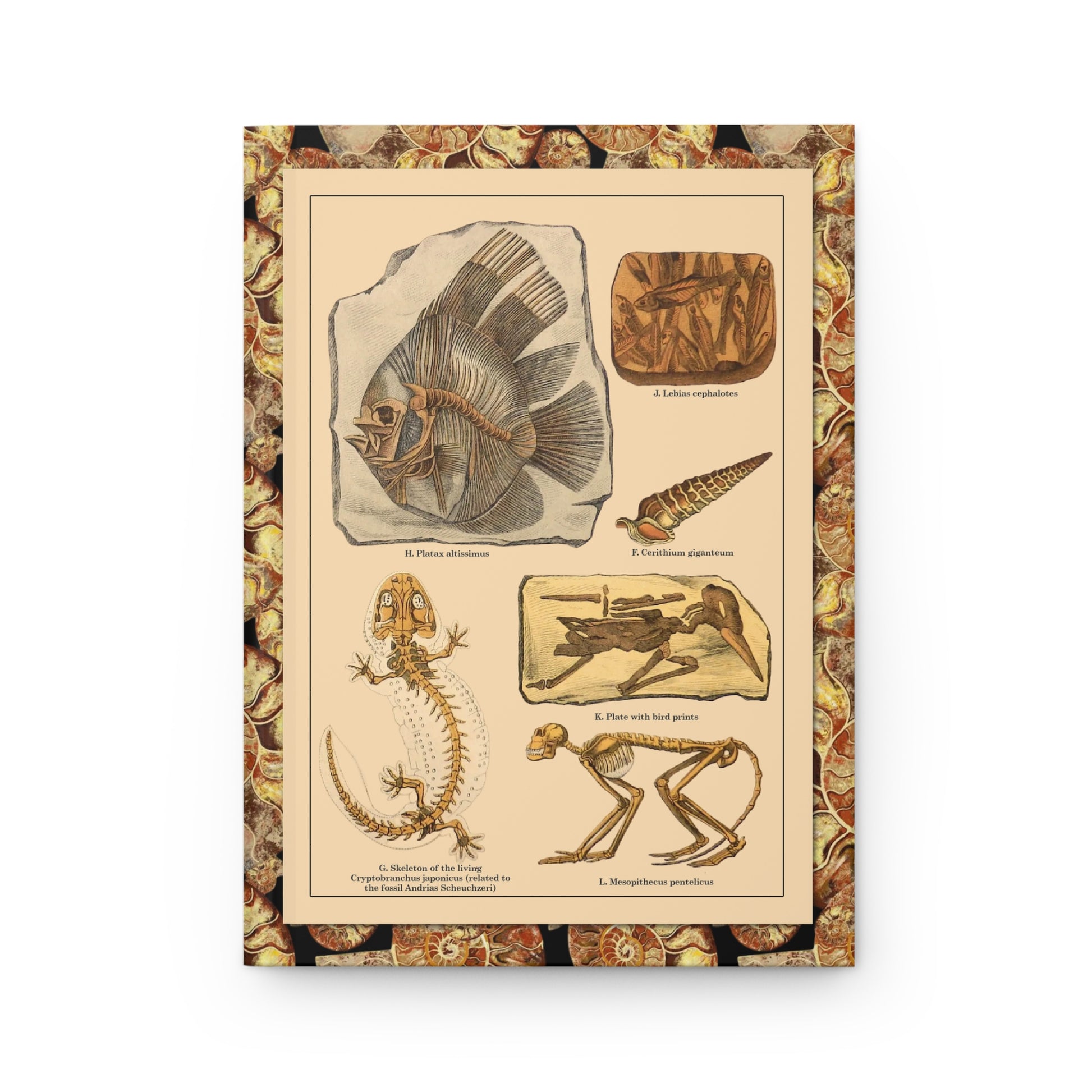 Friedrich Rolle journal front cover with 1886 fossil specimens chromolithograph - LeBonJournal
