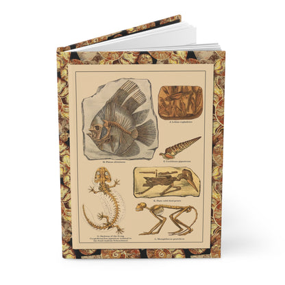 Friedrich Rolle 1886 fossil specimens journal with paleontology chromolithograph illustration - LeBonJournal