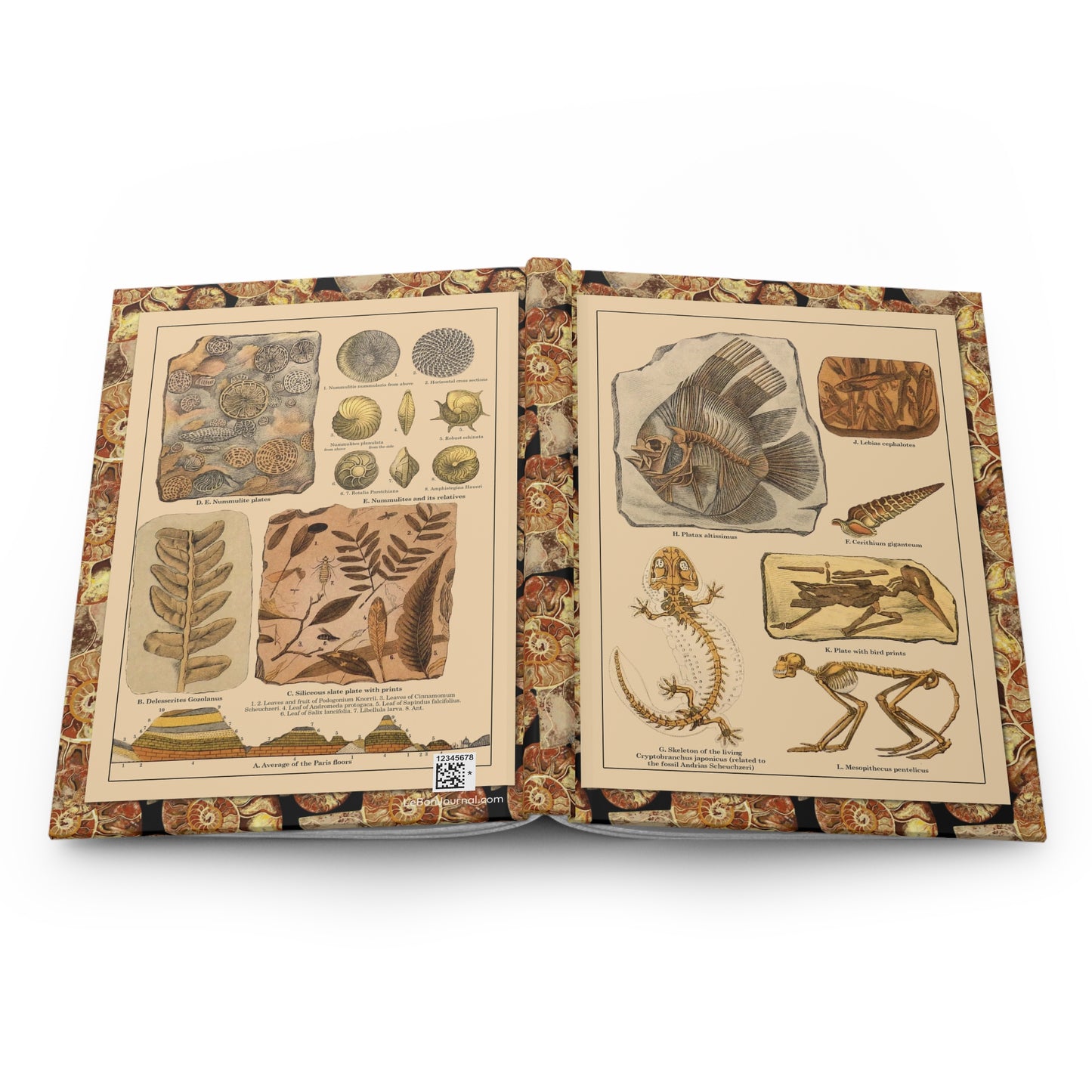 Friedrich Rolle fossil specimens journal open showing casewrap binding with 1886 chromolithograph - LeBonJournal