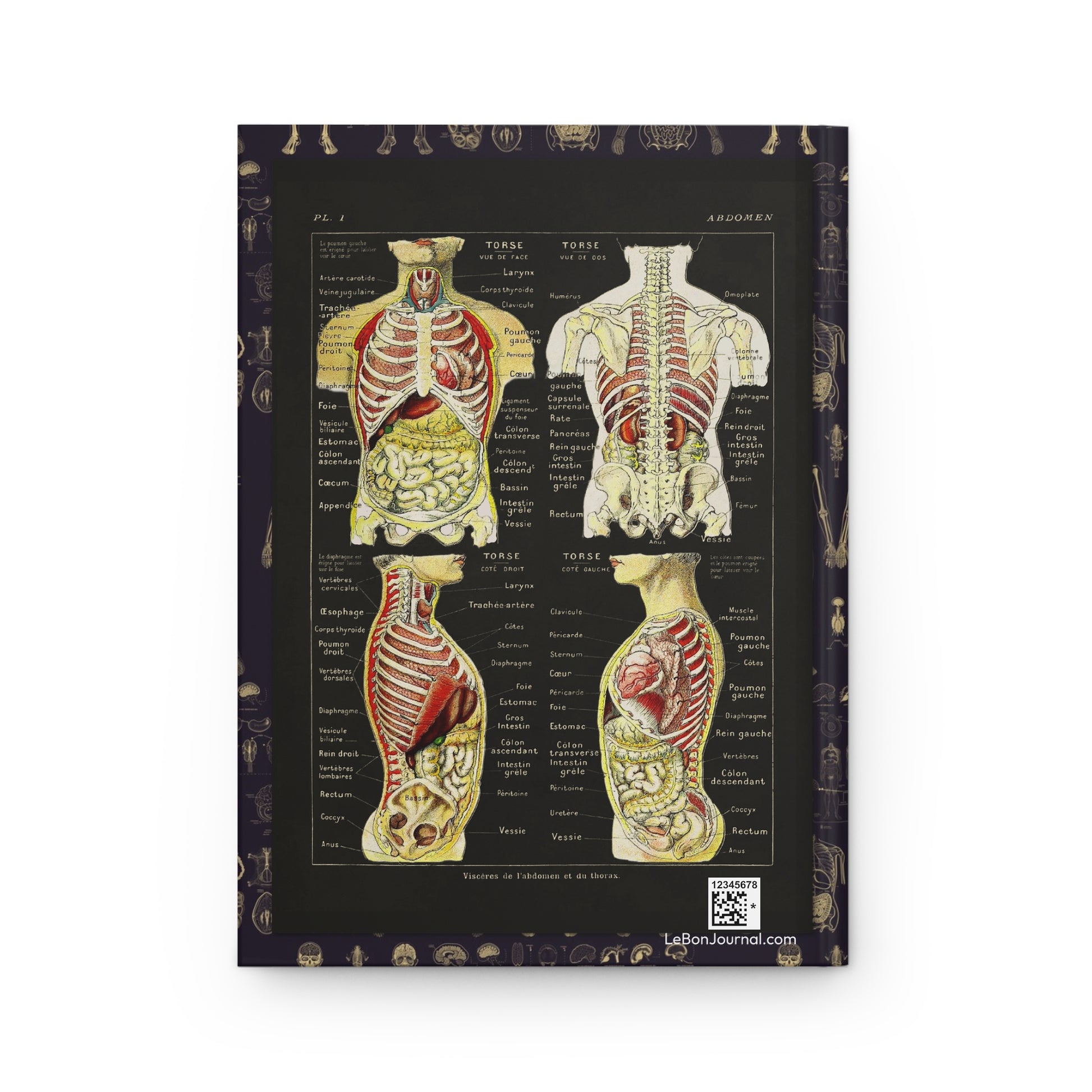 Anatomy journal back cover with Larousse 1912 abdomen and thorax viscera illustration - LeBonJournal