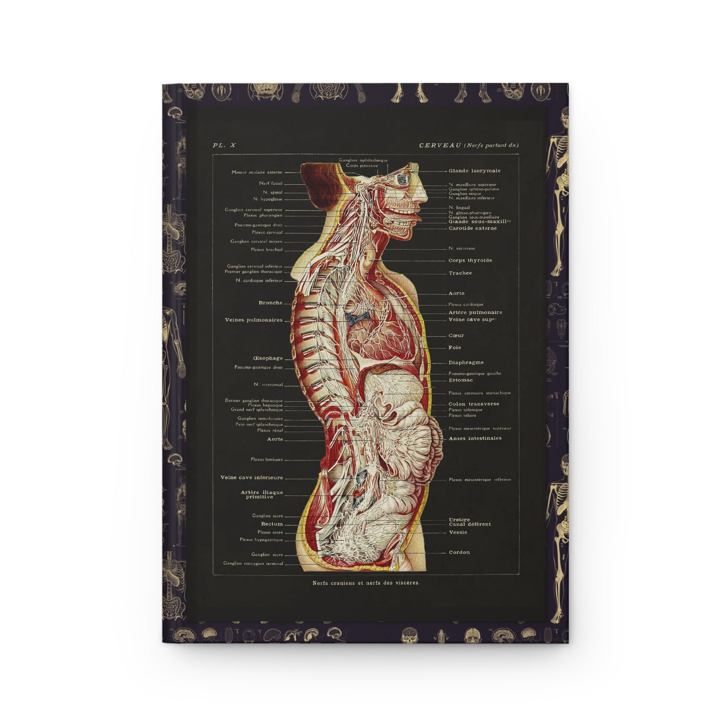 Anatomy journal front cover with Larousse 1912 brain and nerves illustration - LeBonJournal
