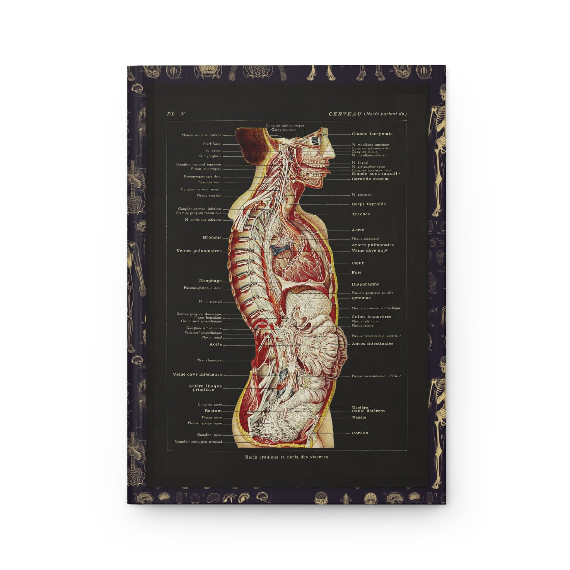 Anatomy journal front cover with Larousse 1912 brain and nerves illustration - LeBonJournal