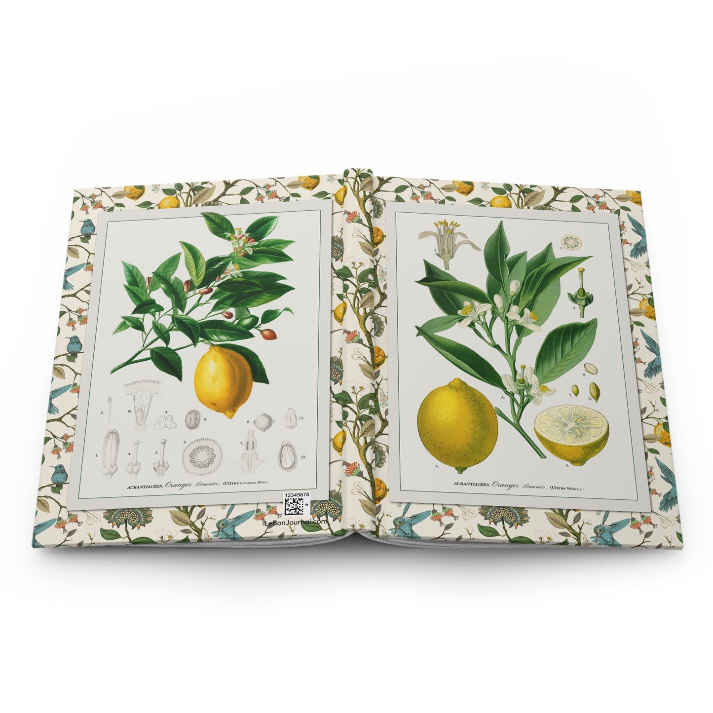 Köhler and d'Orbigny lemon journal open showing casewrap binding and citrus illustrations - LeBonJournal