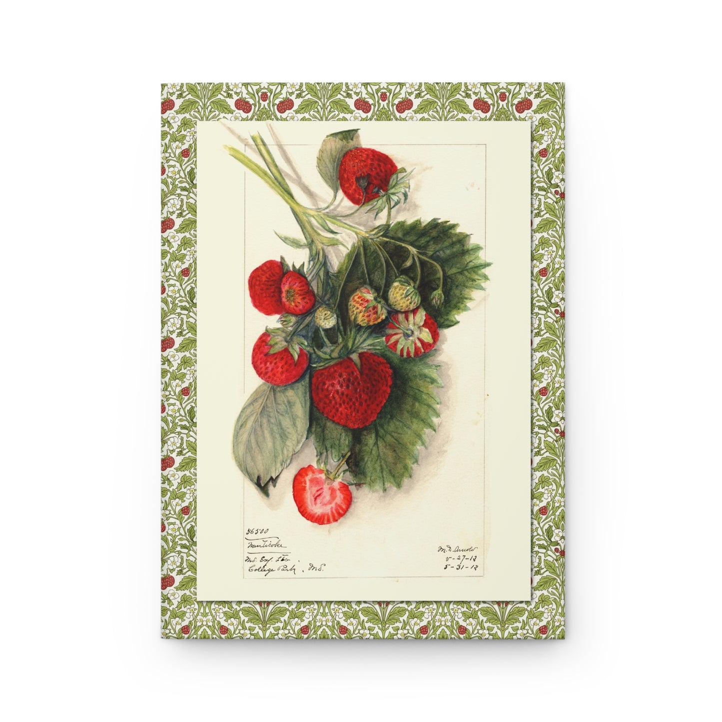 USDA journal front cover with Mary Daisy Arnold 1912 Fragaria Nanticoke strawberry illustration - LeBonJournal

