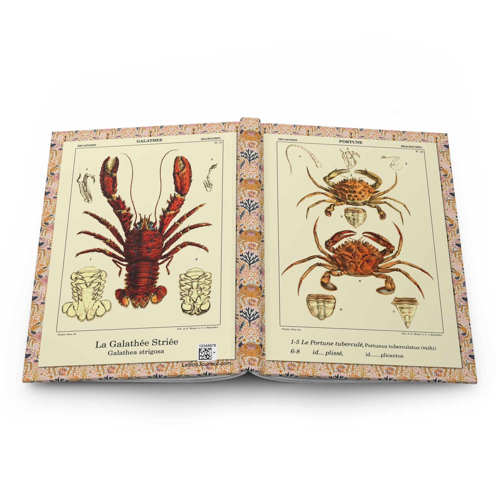 Polydore Roux crustacean journal open showing casewrap binding and 1828 Mediterranean illustrations - LeBonJournal