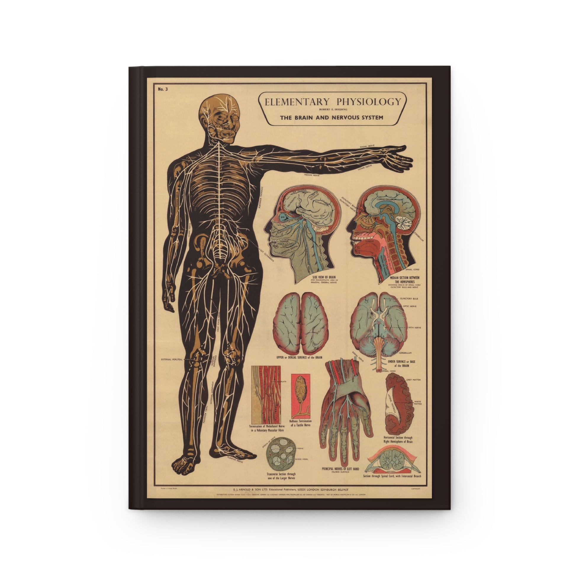 Brain anatomy journal front cover with Robert E. Holding Elementary Physiology chart - LeBonJournal