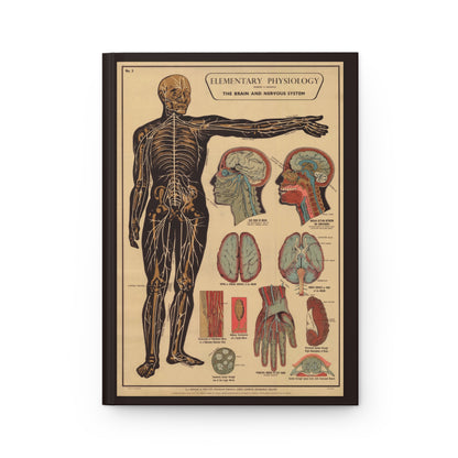 Brain anatomy journal front cover with Robert E. Holding Elementary Physiology chart - LeBonJournal